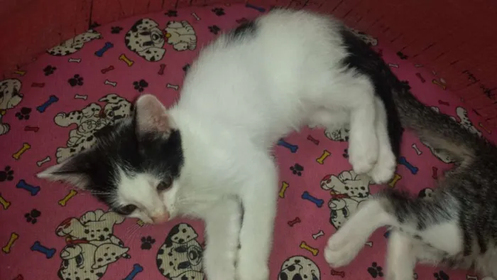 Gato raça mestiço com siamês idade 2 a 6 meses nome sem nome no momento