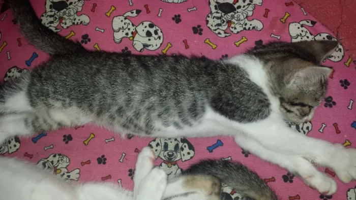 Gato raça mestiço com siamês idade 2 a 6 meses nome sem nome no momento