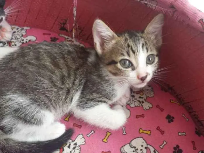 Gato raça mestiço com siamês idade 2 a 6 meses nome sem nome no momento