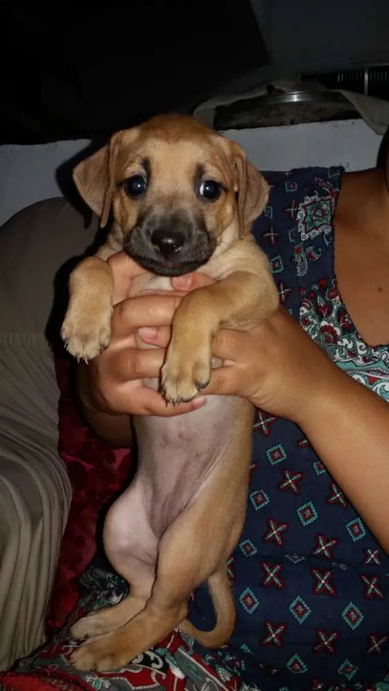 Cachorro raça Vira lata idade Abaixo de 2 meses nome Luz