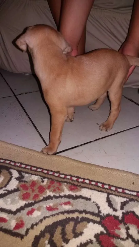 Cachorro raça Vira lata idade Abaixo de 2 meses nome Luz