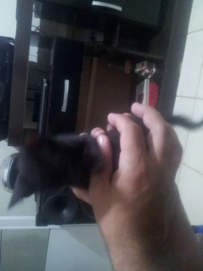 Gato ra a sem raça definida idade Abaixo de 2 meses nome sem nome