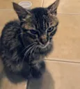 Boris