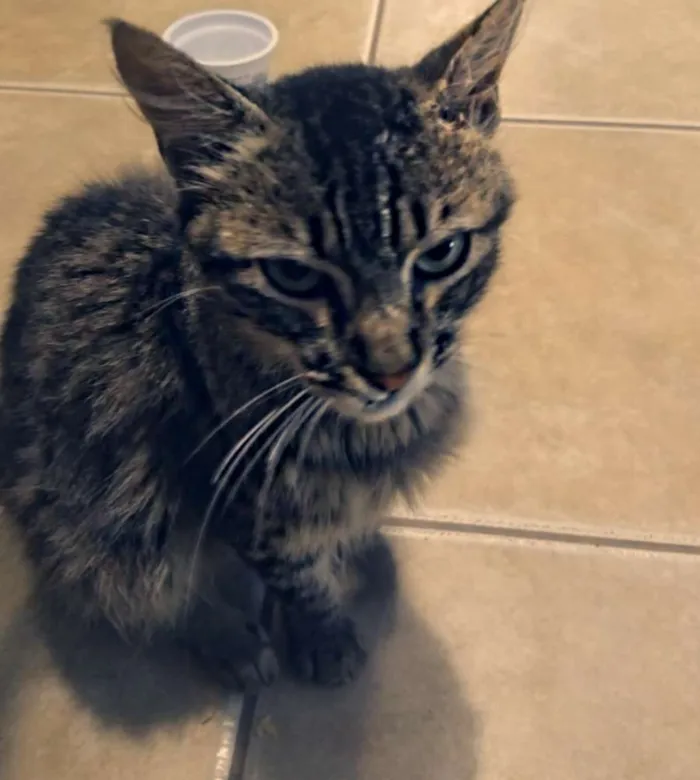 Gato ra a Não sei idade 7 a 11 meses nome Boris