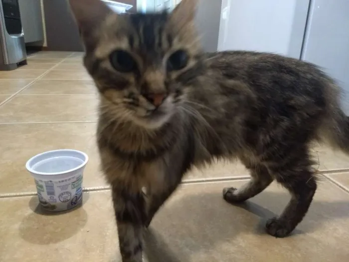 Gato ra a Não sei idade 7 a 11 meses nome Boris