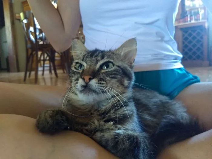 Gato ra a Não sei idade 7 a 11 meses nome Boris