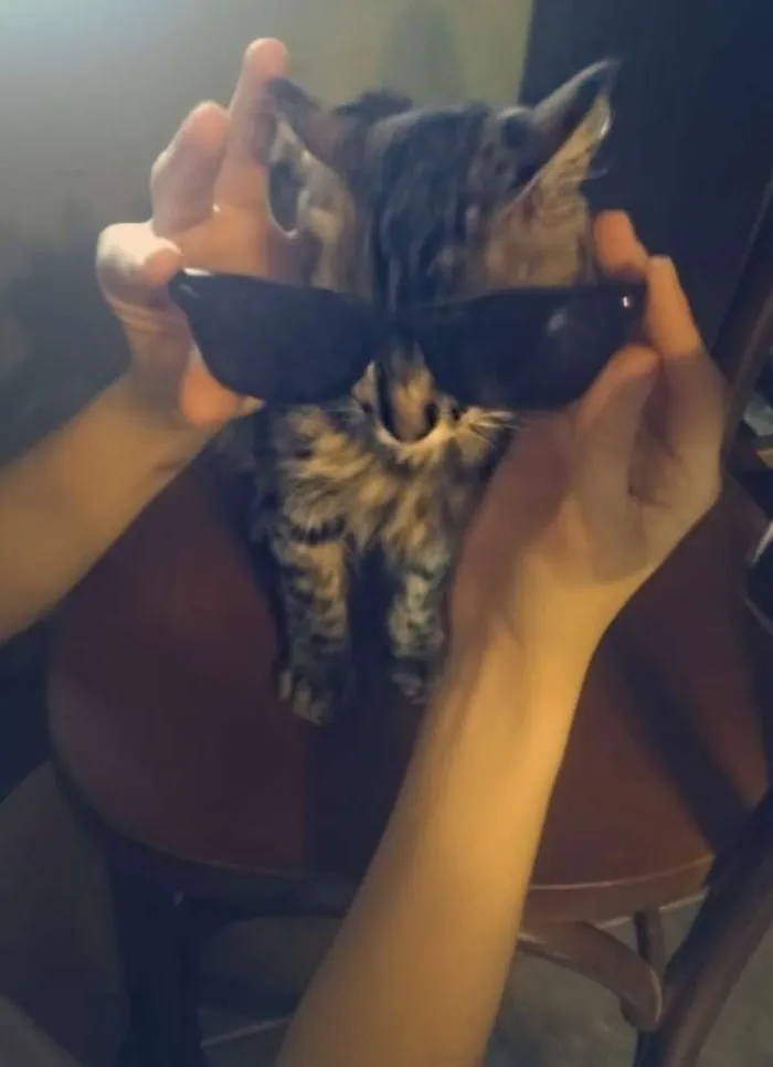 Gato ra a Não sei idade 7 a 11 meses nome Boris