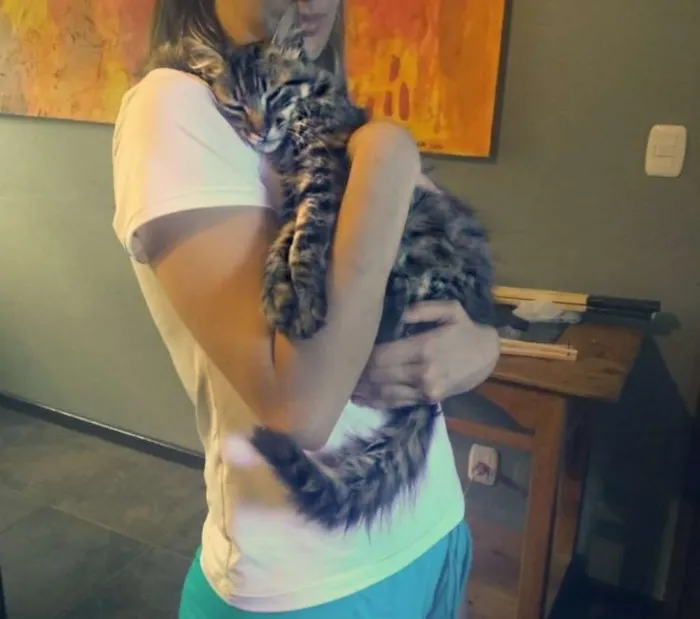 Gato ra a Não sei idade 7 a 11 meses nome Boris