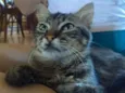 Boris
