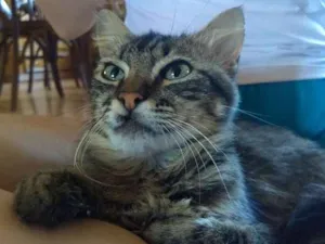 Gato raça Não sei idade 7 a 11 meses nome Boris