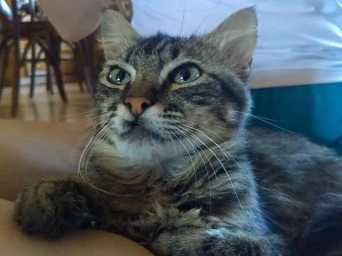 Gato ra a Não sei idade 7 a 11 meses nome Boris