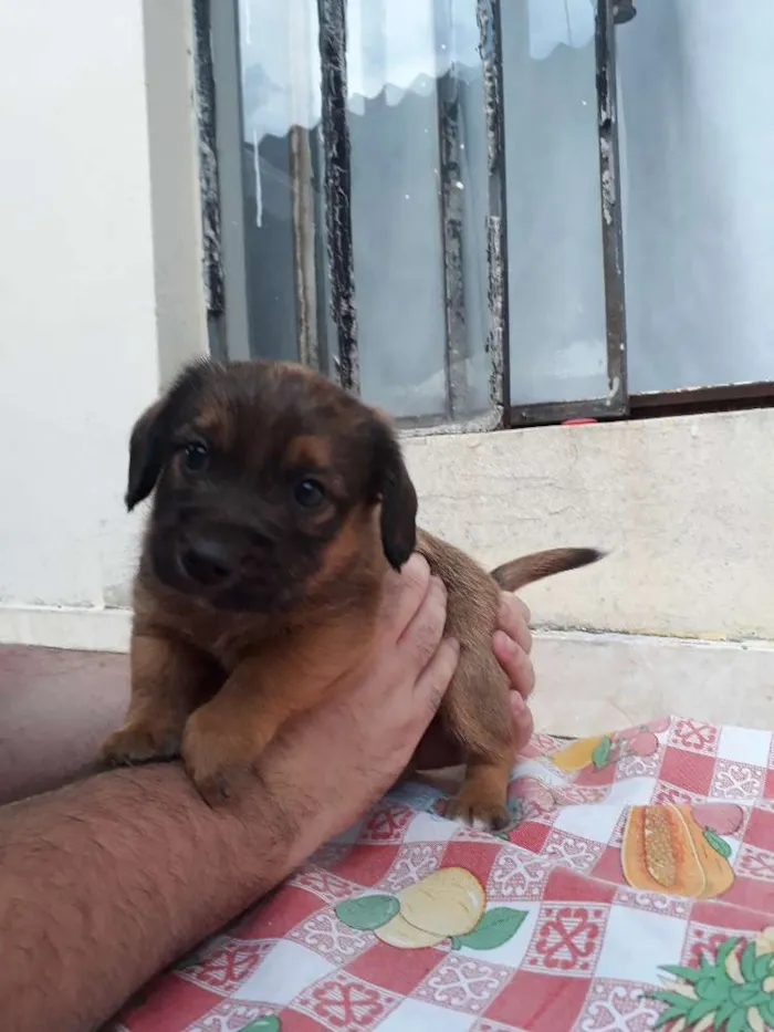 Cachorro raça SRD idade Abaixo de 2 meses nome Filhote