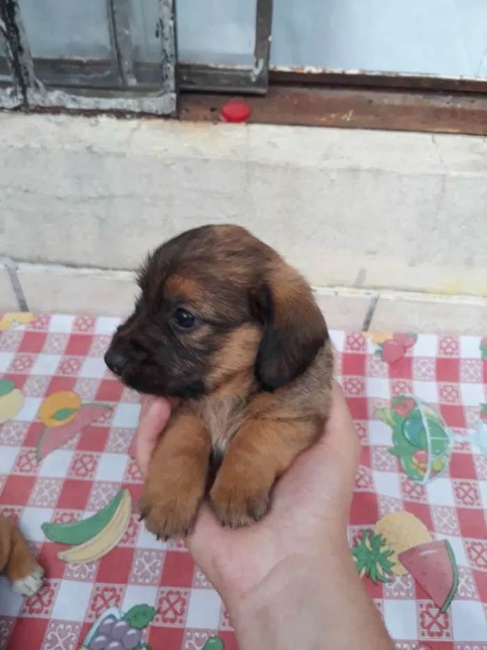 Cachorro raça SRD idade Abaixo de 2 meses nome Filhote