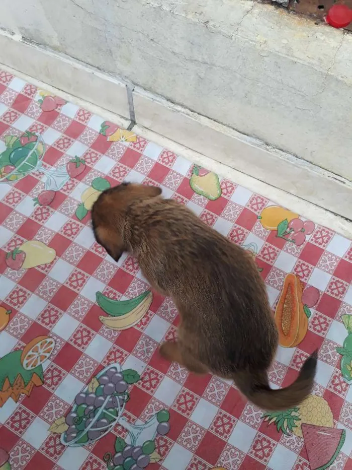 Cachorro raça SRD idade Abaixo de 2 meses nome Filhote