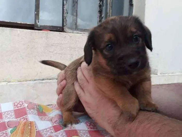 Cachorro raça SRD idade Abaixo de 2 meses nome Filhote