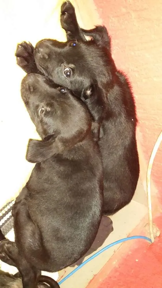 Cachorro ra a Srd idade Abaixo de 2 meses nome Sem nome