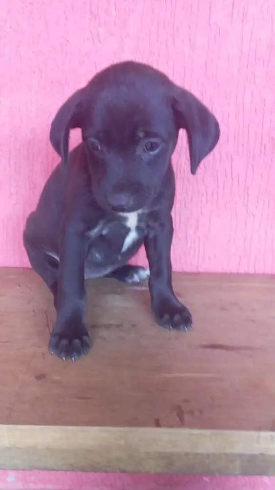 Cachorro ra a Srd idade Abaixo de 2 meses nome Sem nome