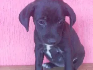 Cachorro raça Srd idade Abaixo de 2 meses nome Sem nome