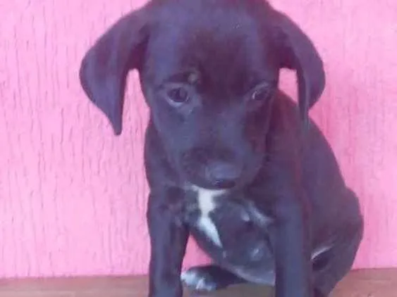 Cachorro ra a Srd idade Abaixo de 2 meses nome Sem nome