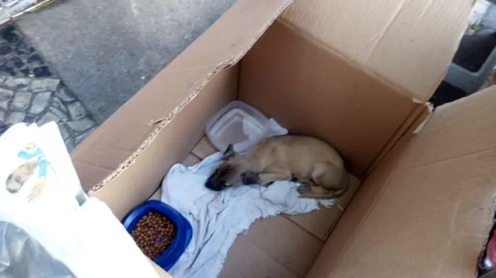 Cachorro ra a Srd idade 2 a 6 meses nome Sem nome
