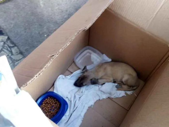 Cachorro ra a Srd idade 2 a 6 meses nome Sem nome