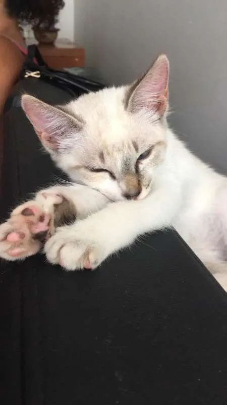 Gato ra a SRD idade 2 a 6 meses nome Copinho de leite