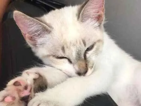 Gato ra a SRD idade 2 a 6 meses nome Copinho de leite