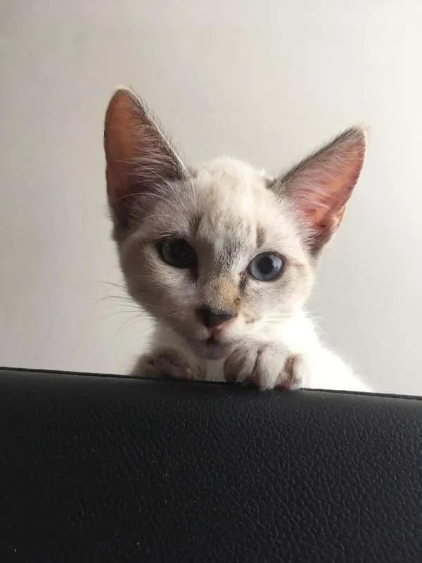 Gato ra a SRD idade 2 a 6 meses nome Copinho de leite