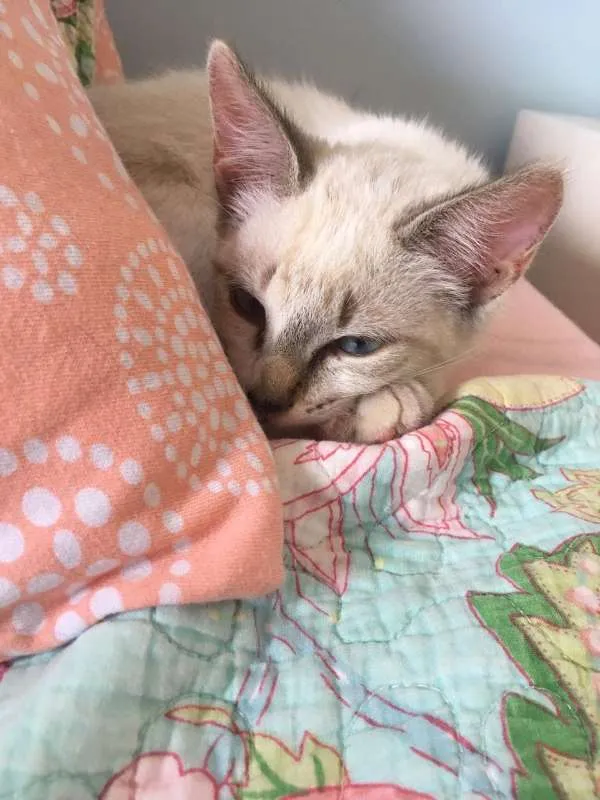 Gato ra a SRD idade 2 a 6 meses nome Copinho de leite