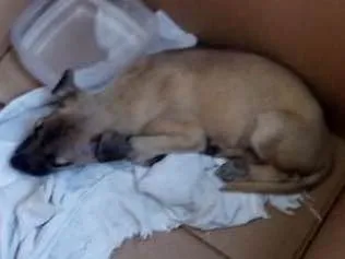 Cachorro ra a Srd idade 2 a 6 meses nome Sem nome