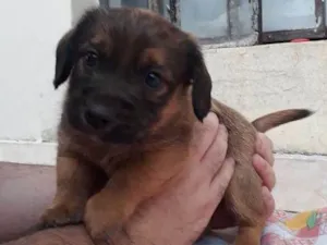 Cachorro raça SRD idade Abaixo de 2 meses nome Filhote
