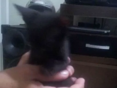 Gato raça sem raça definida idade Abaixo de 2 meses nome sem nome