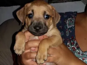 Cachorro raça Vira lata idade Abaixo de 2 meses nome Luz