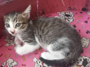 Gato raça mestiço com siamês idade 2 a 6 meses nome sem nome no momento