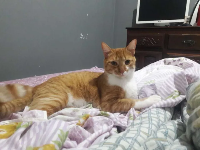 Gato raça Vira lata idade 1 ano nome Malu