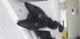 Pretinho 
