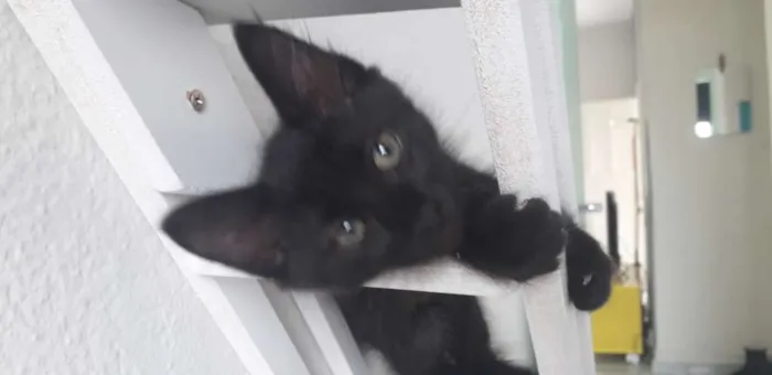 Gato ra a Vira vira idade 2 a 6 meses nome Pretinho 