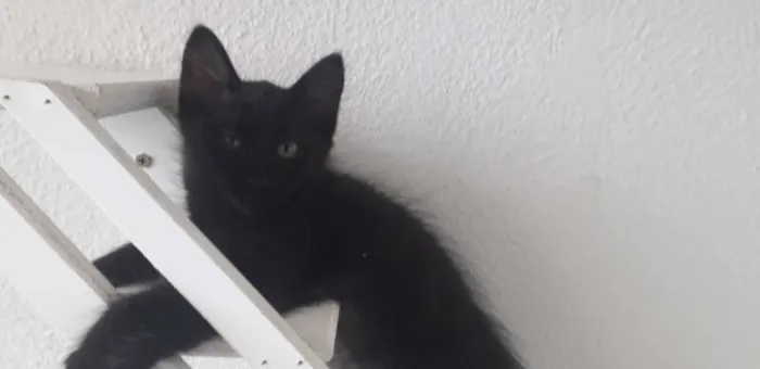Gato ra a Vira vira idade 2 a 6 meses nome Pretinho 