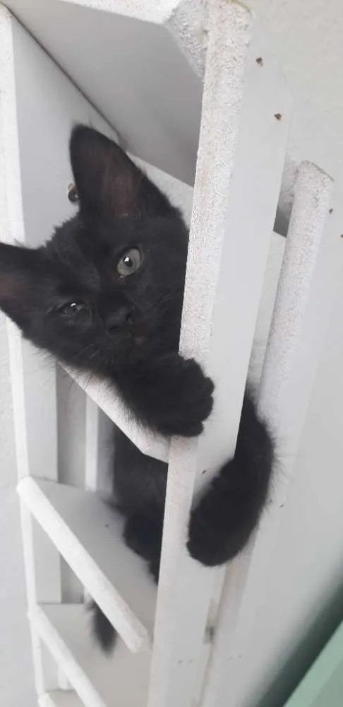 Gato ra a Vira vira idade 2 a 6 meses nome Pretinho 