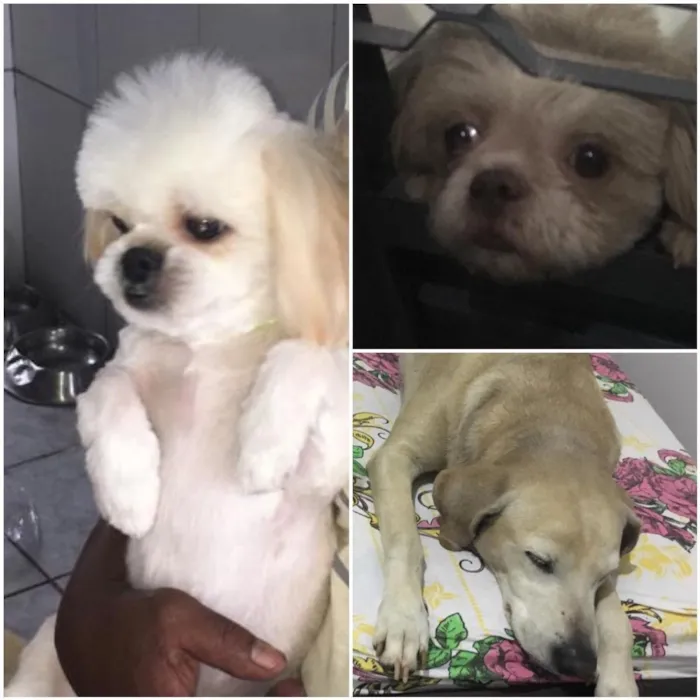 Cachorro ra a Shih tzu | Labrador  idade 6 ou mais anos nome Kiara, Alex, Miguel