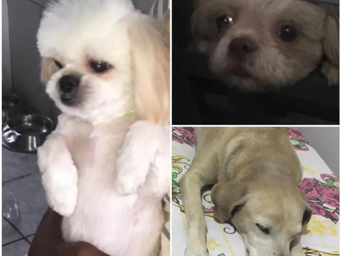 Cachorro ra a Shih tzu | Labrador  idade 6 ou mais anos nome Kiara, Alex, Miguel