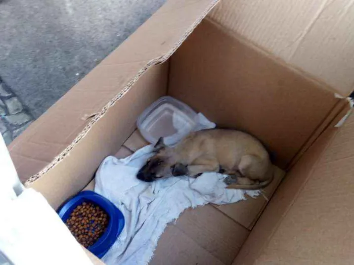 Cachorro ra a Srd idade 2 a 6 meses nome Sem nome