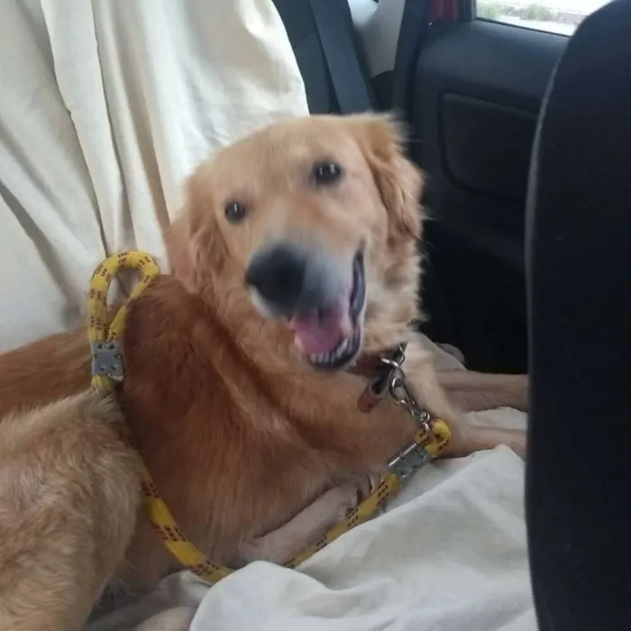 Cachorro raça Sem raça definida idade 2 anos nome Bob