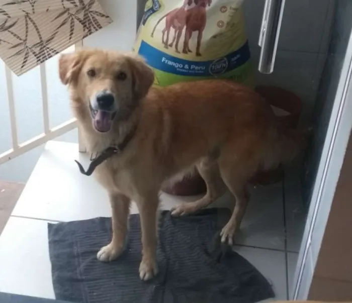 Cachorro raça Sem raça definida idade 2 anos nome Bob