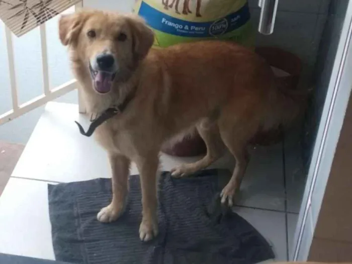 Cachorro raça Sem raça definida idade 2 anos nome Bob