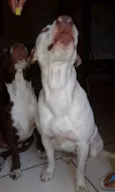 Atena