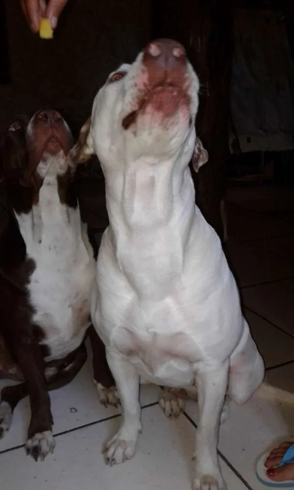 Cachorro ra a Pitbull rednose idade 1 ano nome Atena