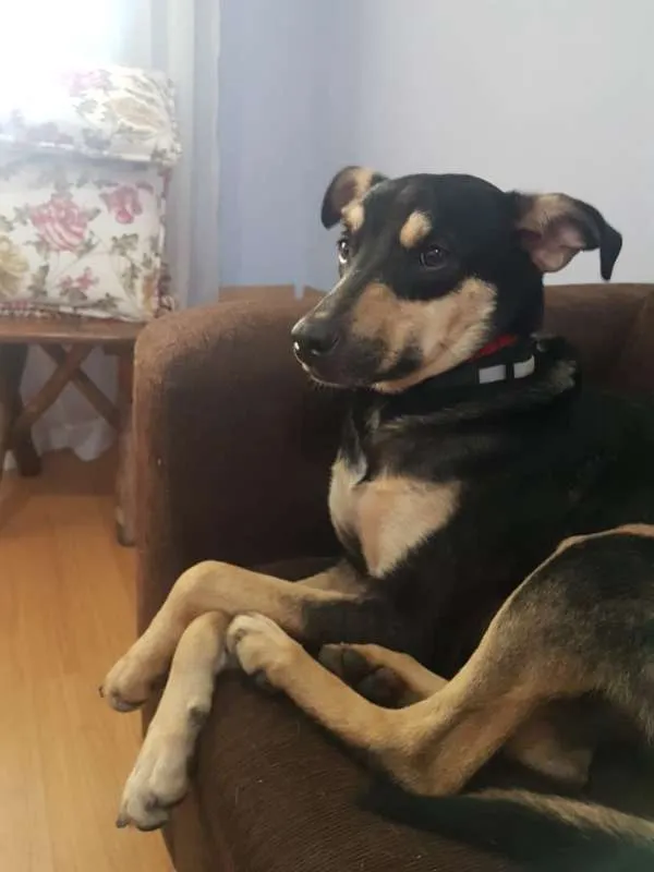 Cachorro ra a SRD idade 2 anos nome Paçoca