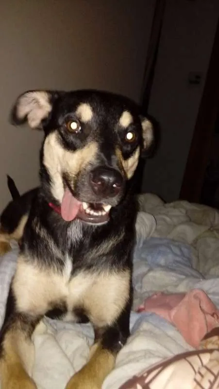 Cachorro ra a SRD idade 2 anos nome Paçoca