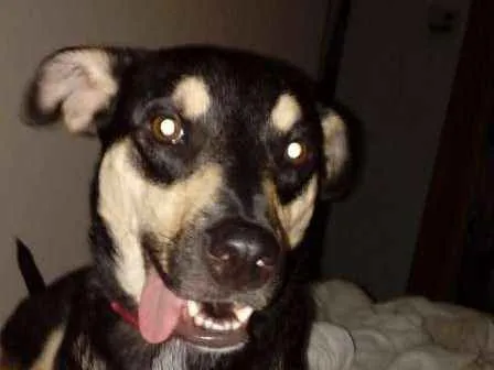 Cachorro ra a SRD idade 2 anos nome Paçoca